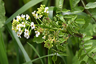 Nasturtium officinale Nasturtium officinale